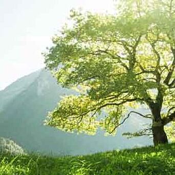 Árbol grande en la naturaleza en un día soleado