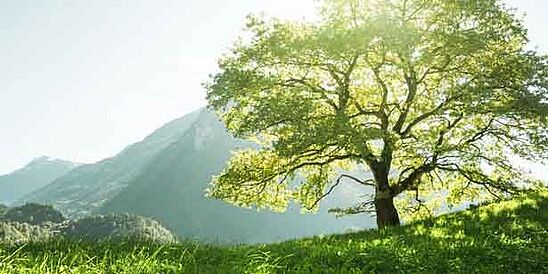 Árbol grande en la naturaleza en un día soleado