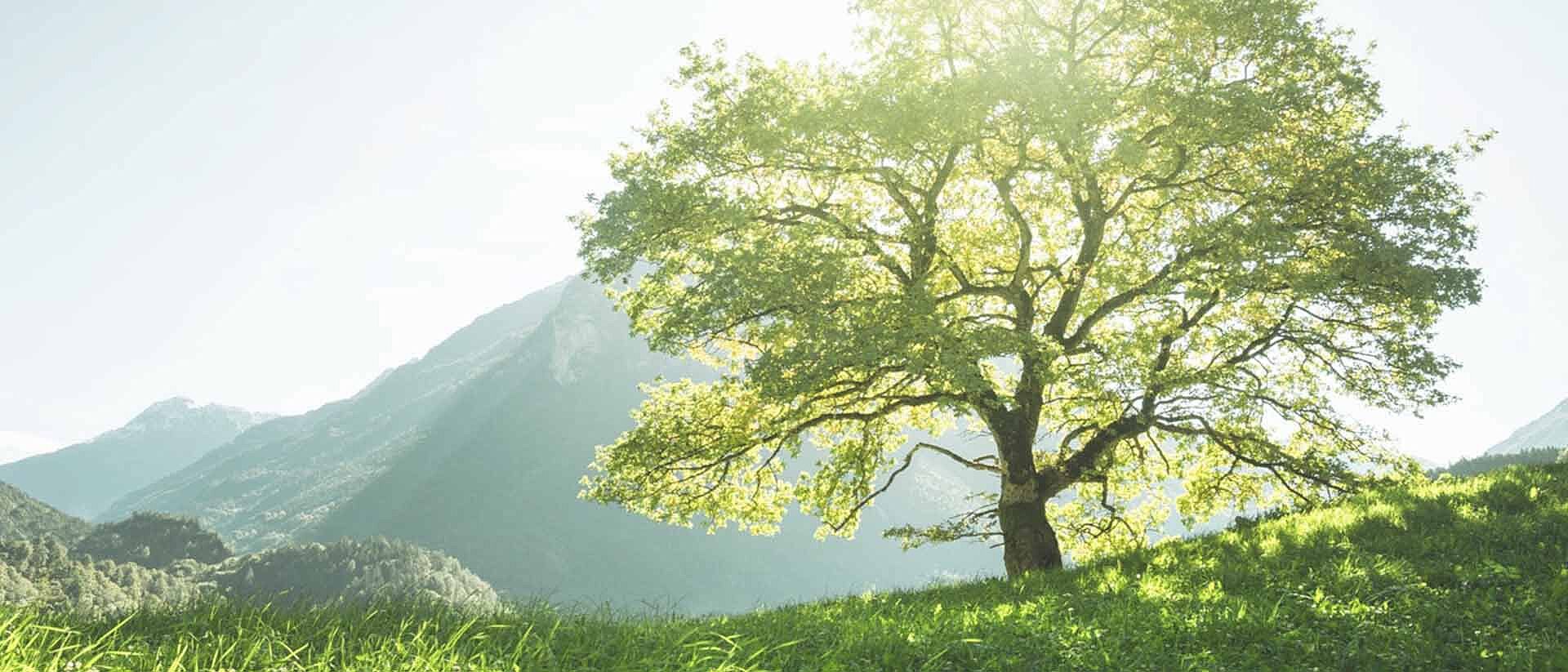 Árbol verde en una colina verde con montañas y sol en fondo