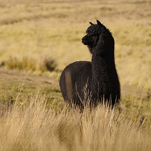 Alpaca en una granja en Perú