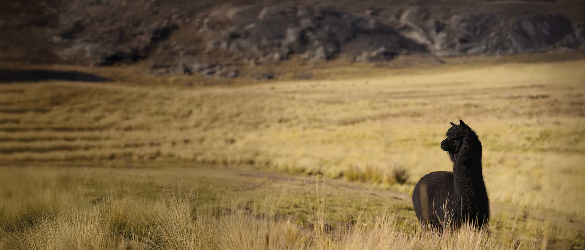 Alpaca negra en un campo de pasto con montañas al fondo.