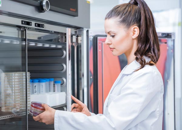 Pruebas microbiológicas para la seguridad de los textiles quirúrgicos Técnico examinando muestras de cultivo celular en una cabina estéril de bioseguridad