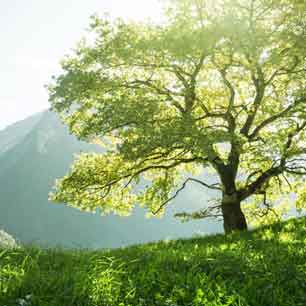 árbol y vegetación en la naturaleza que necesitamos proteger