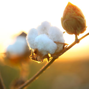 Cápsulas en algodón libres en transgénicos en rama bajo el sol