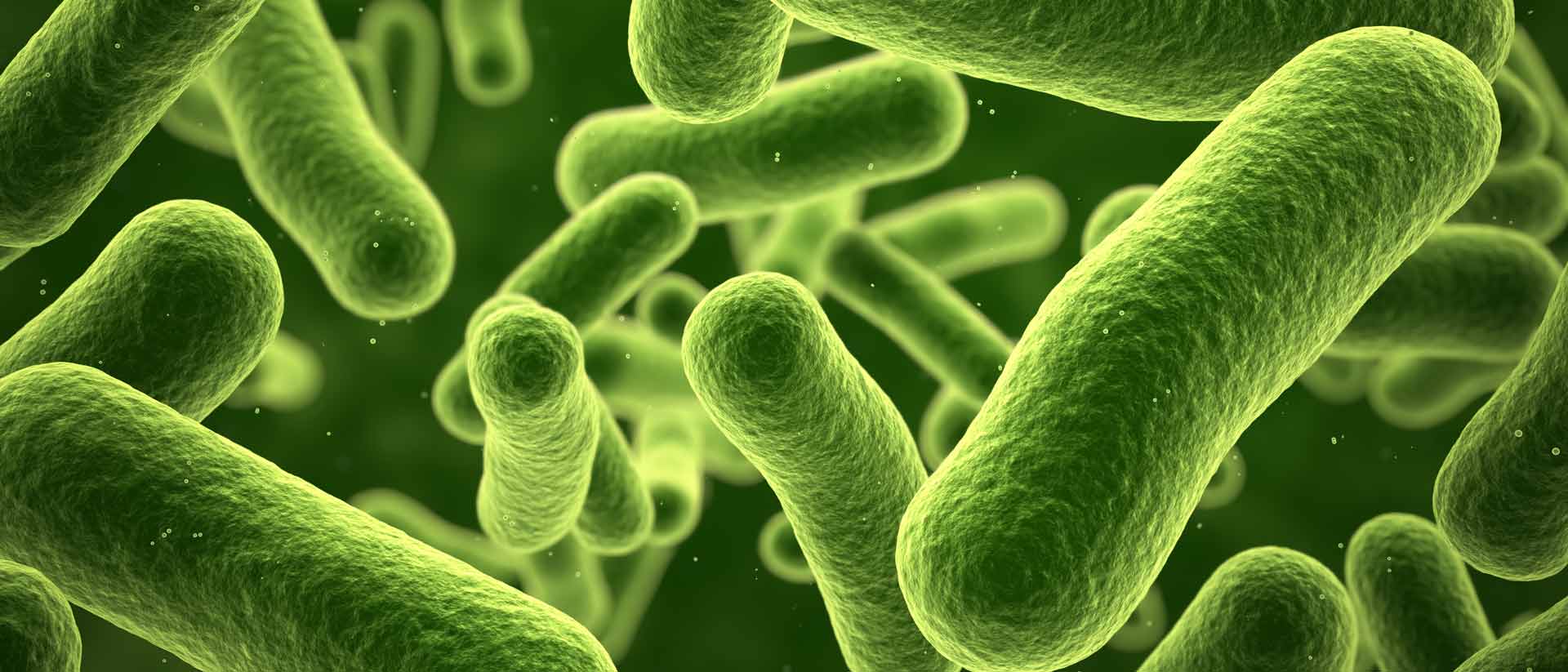 bacterias verdes bajo el microscopio